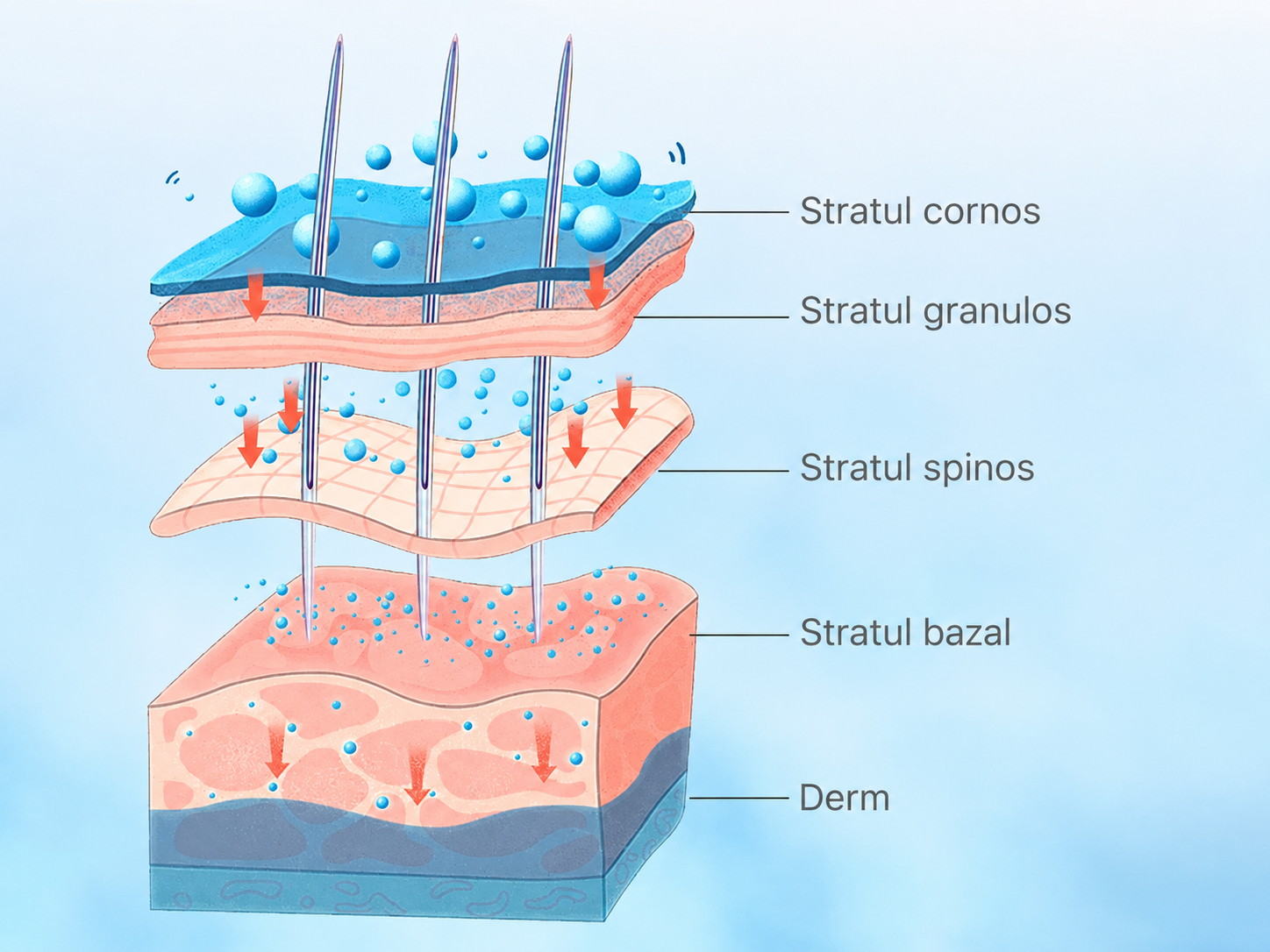 Schemă explicativă a acțiunii microspiculelor în straturile pielii